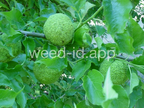 Osage-orange
